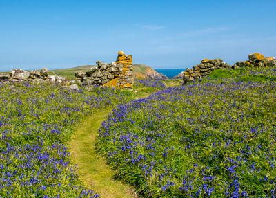 Saltee Islands