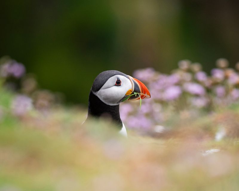 Saltees Puffin in Field of flowers