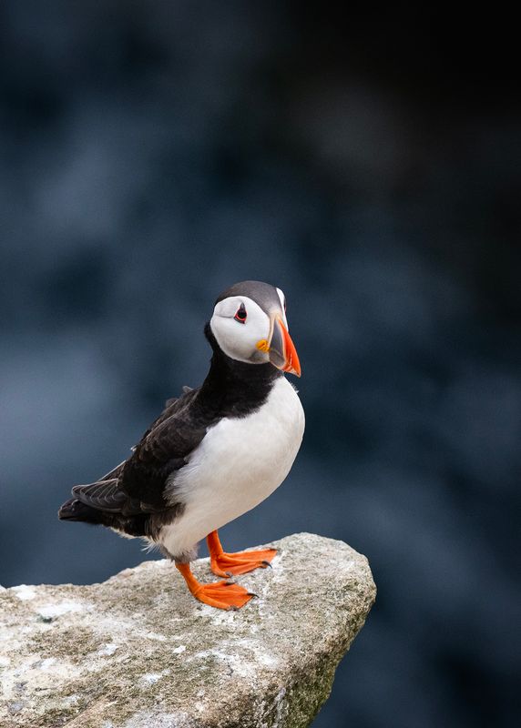 Puffin Look Out