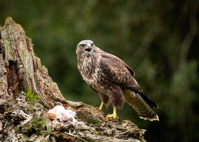 Common Buzzard
