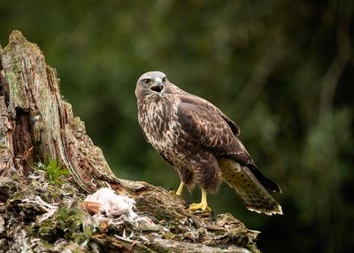 Common Buzzard