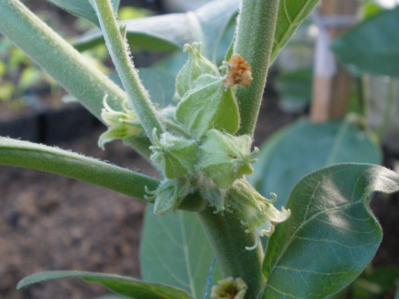 Ashwagandha Withania 50 nasion 2024