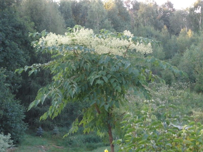 Aralia Mandżurska 50 zasuszonych owoców 2024