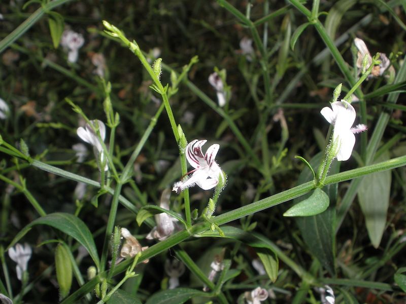 Andrograpfis paniculata 40 nasion 2024