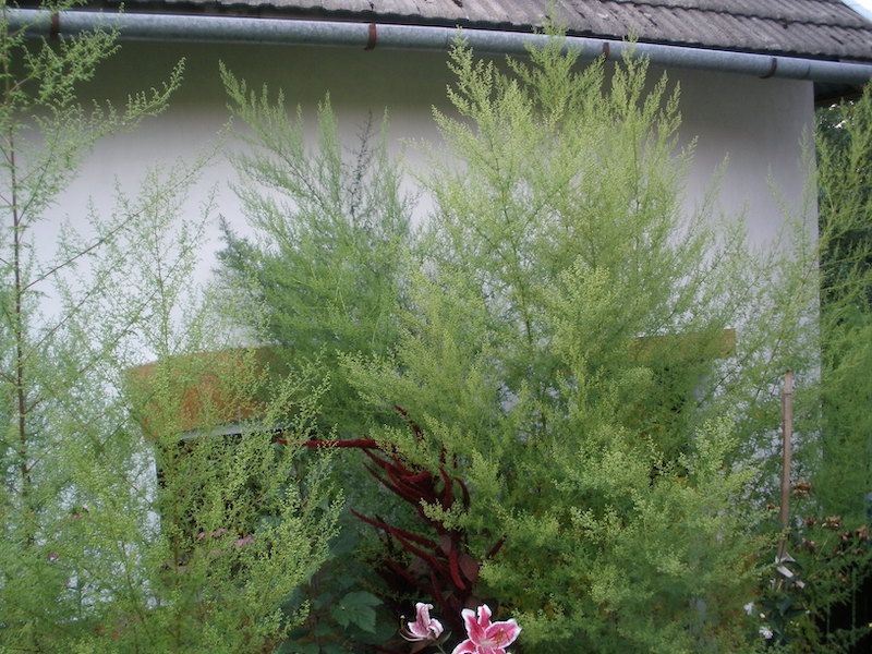 Artemisia annua 200 nasion 2024