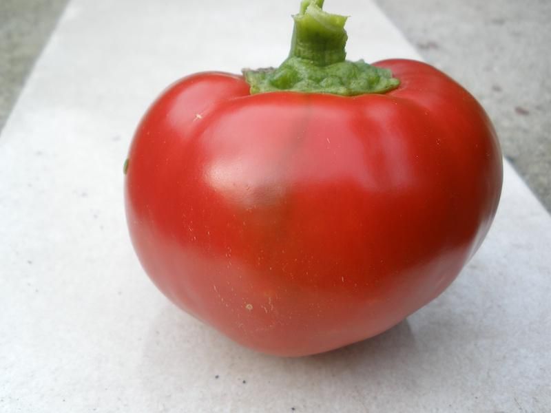 Papryka czerwona jabłkowa 0,5g 2024