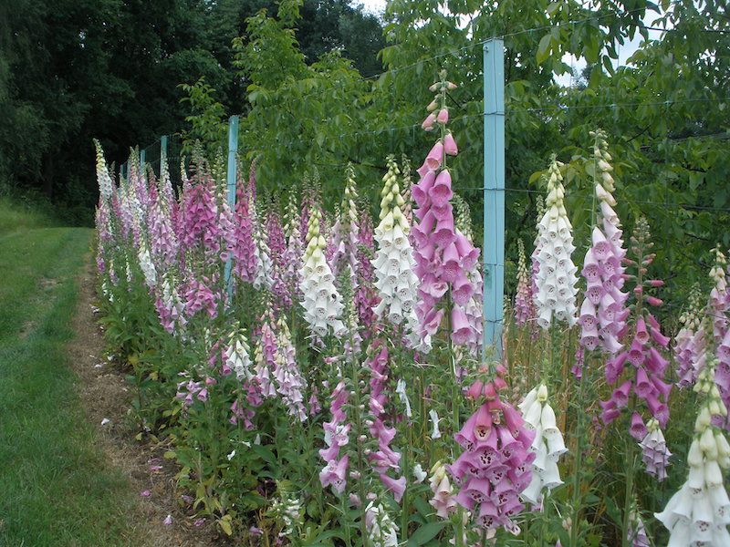 Naparstnica mix kolorów 250 nasion 2024