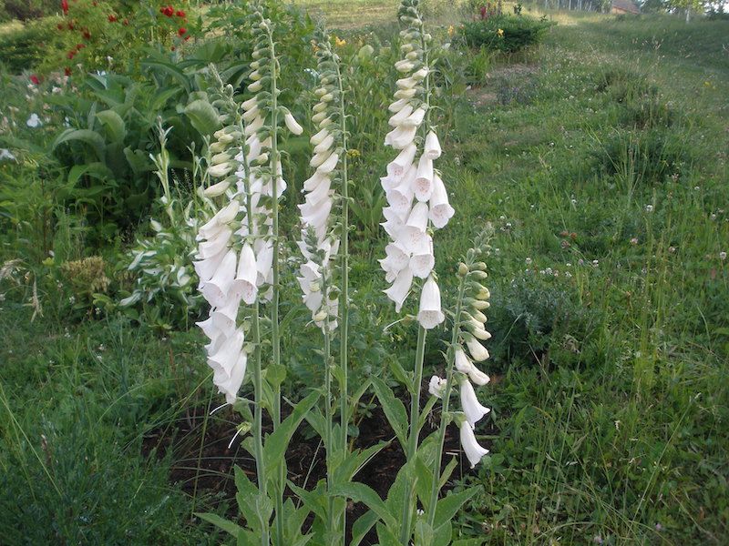 Naparstnica purpurowa Biała 250 nasion 2024