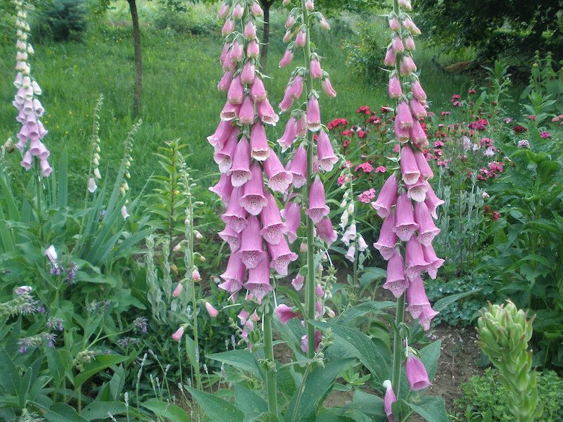 Naparstnica purpurowa 250 nasion 2024