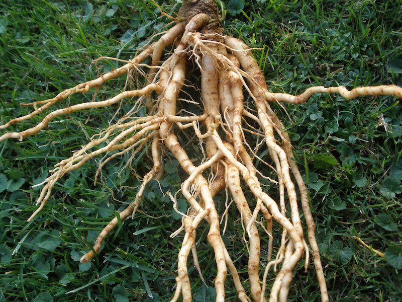 Ashwagandha świeże kłącze 1 szt