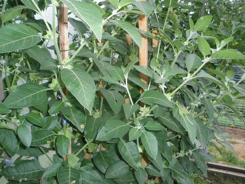 Ashwaganda świeże zieli 200g 2024