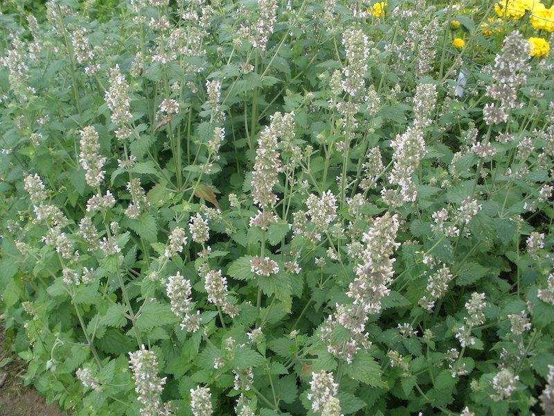 Kocimiętka cytrynowa 100 nasion 2023