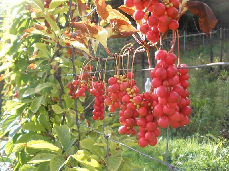 Cytryniec Chiński 20 nasion 2024