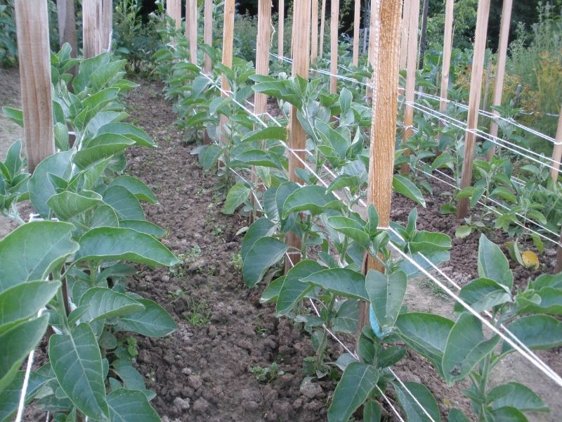 Ashwagandha​ 10 000 nasion 2024