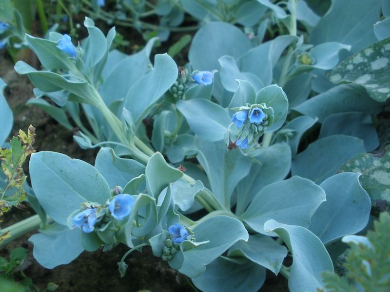 Mertensia Marityna ostrygowa roślina