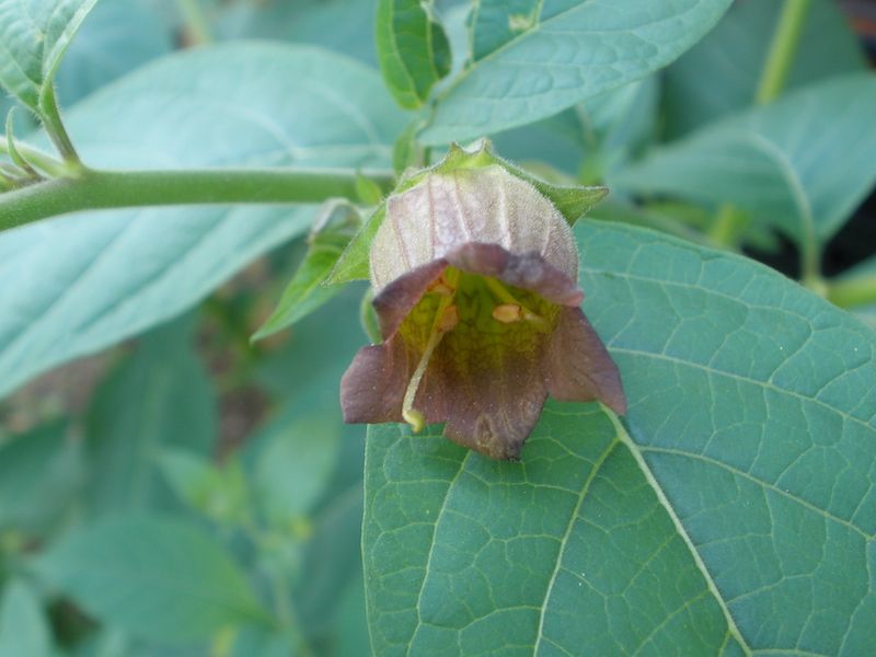 Pokrzyk wilcza jagoda 1000 nasion 2025