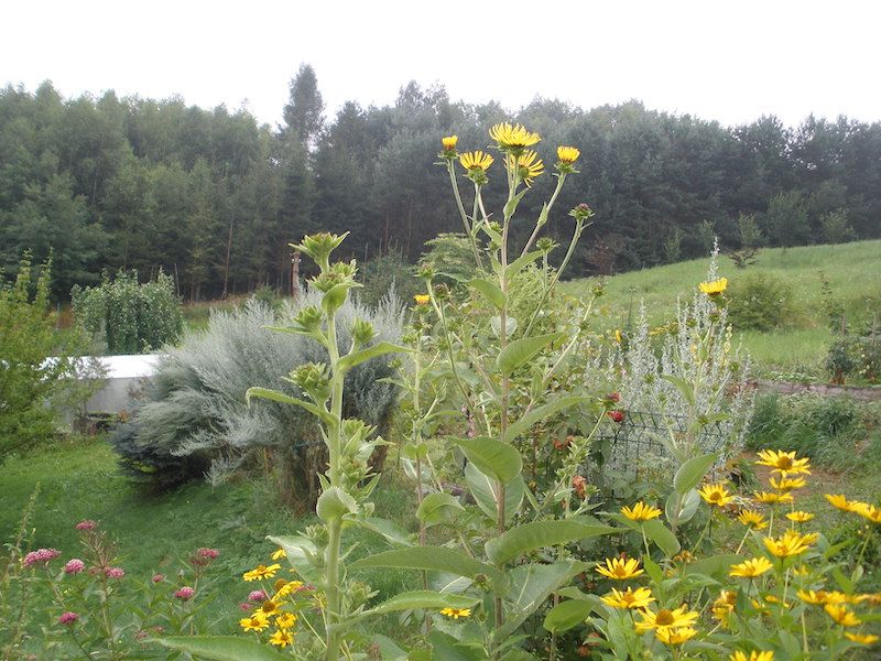 Pushkarmol (Inula Racimosa) 1000 nasion 2025