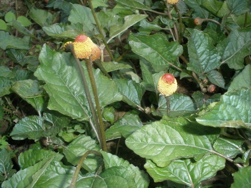 Acmella - znieczulnik XXL 1000 nasion