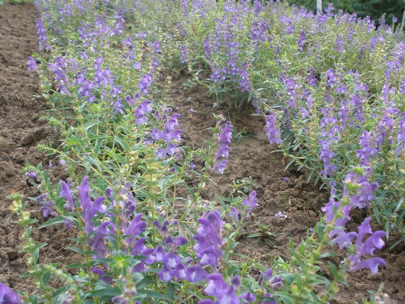 Tarczyca Bajkalska 30 nasion 2025