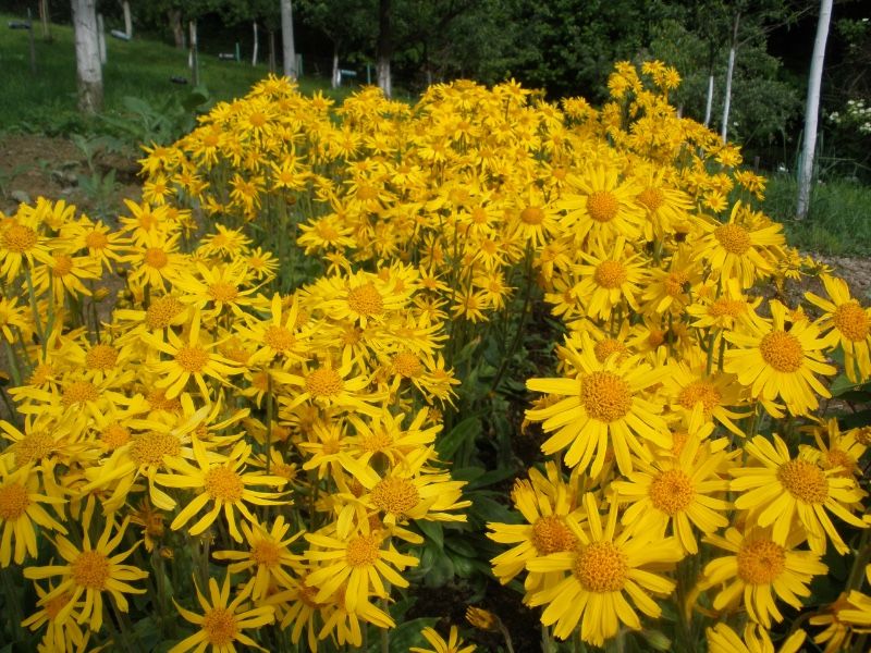 Arnika górska 50 nasion z 2025