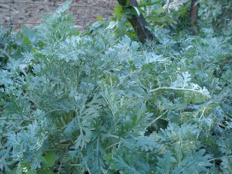 Bylica Piołun 200 nasion 2025