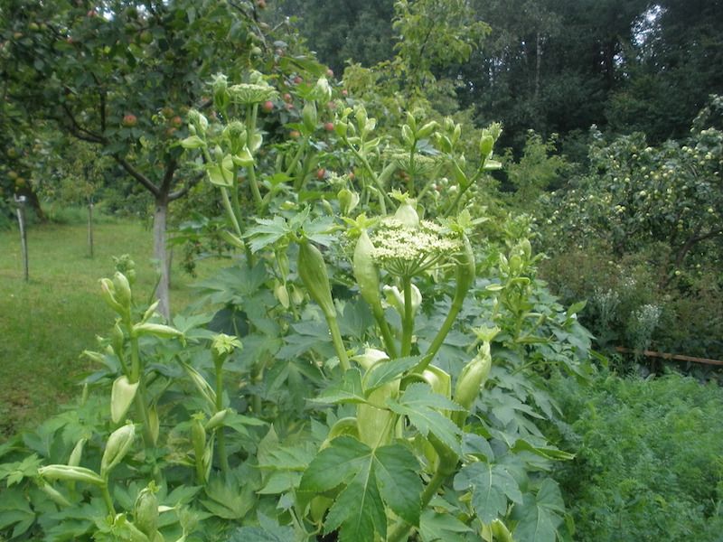 Angelica keiskei Ashitaba 2025