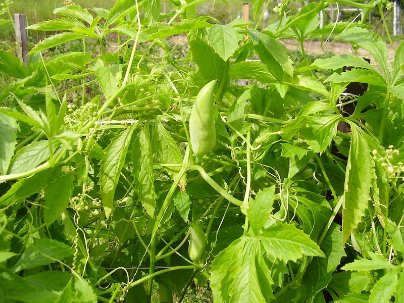 Cyclanthera pedata  (Caigua) 20 nasion 2026