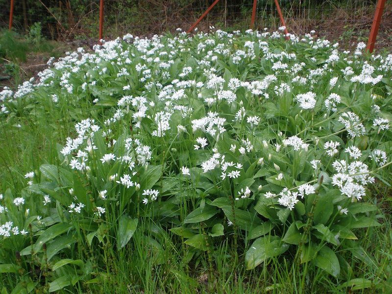 Czosnek niedźwiedzi 120 nasion 2025