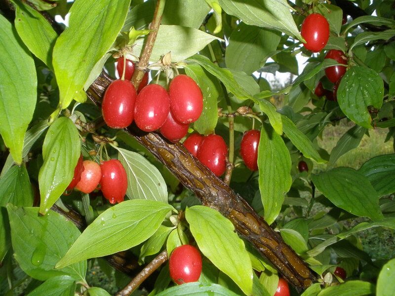 Dereń od. wielkoowocowe 20 nasion 2025