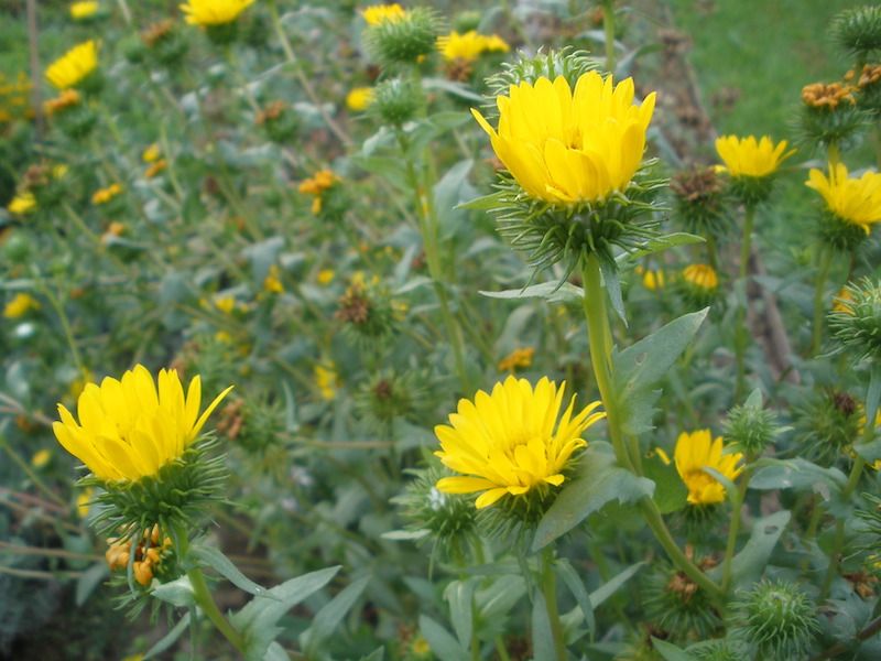 Doględa mocna wielka 50 nasion 2025