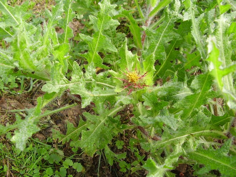 Drapacz lekarski 20 nasion 2025