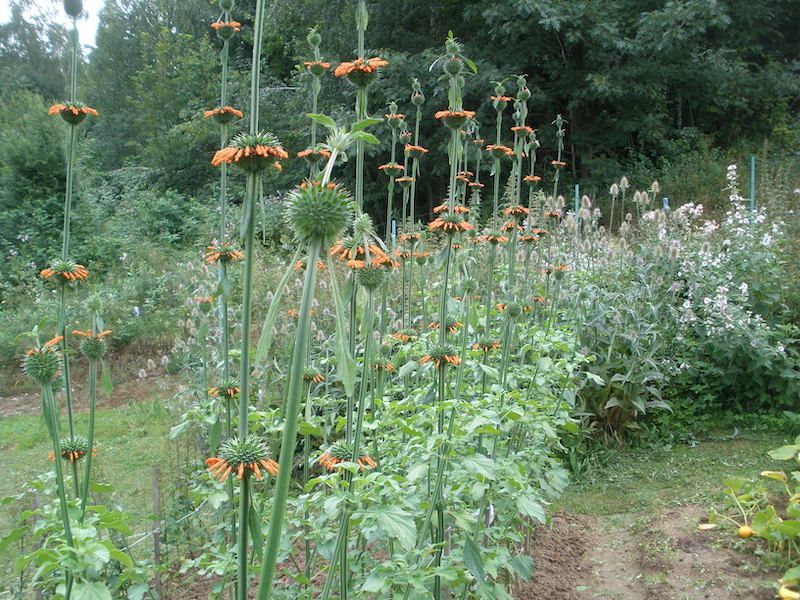 Klip Dagga 100 nasion 2025