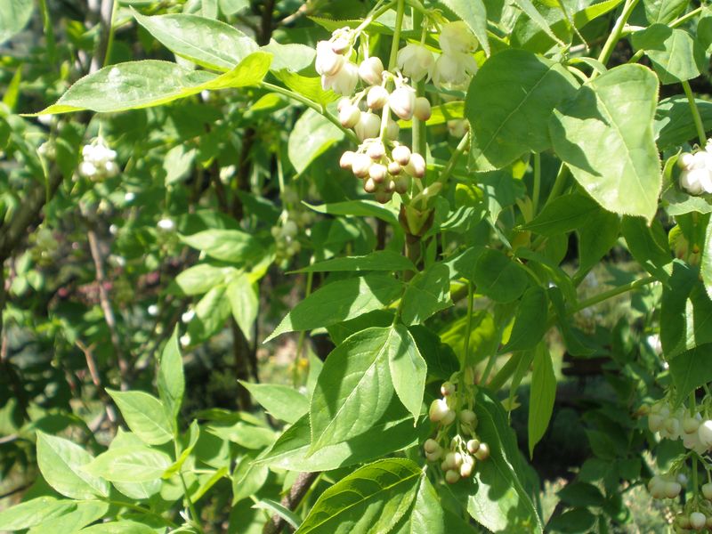 Kłokoczka południowa 5 nasion 2025