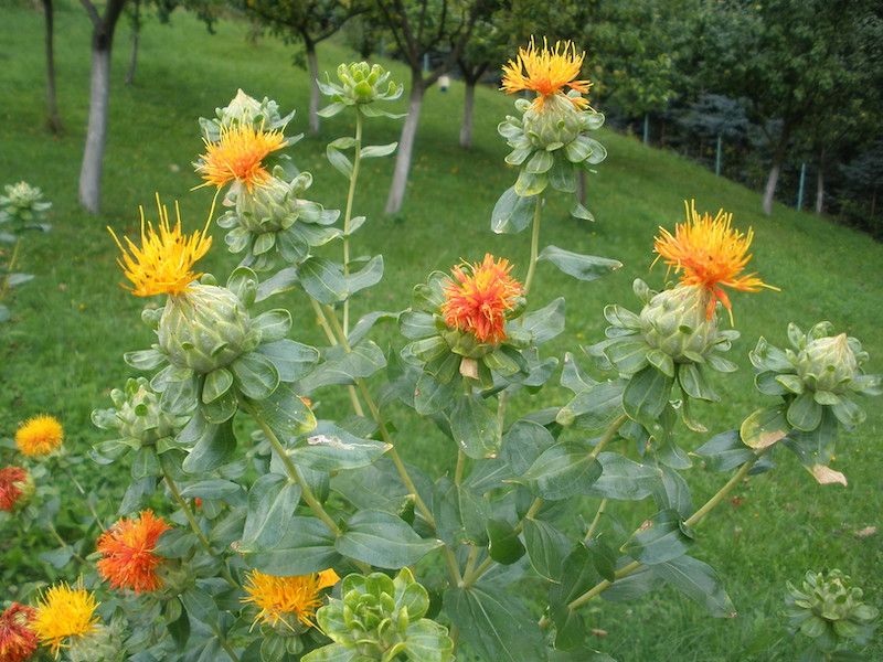 Krokosz Barwierski 20 nasion 2025