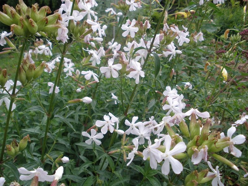 Mydlnica lekarska 100 nasion 2025