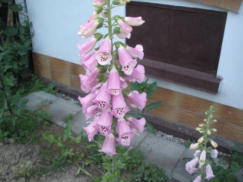 Naparstnica purpurowa dookulna 250 nasion 2026