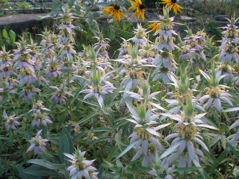 Pysznogłówka kropkowana 100 nasion 2025