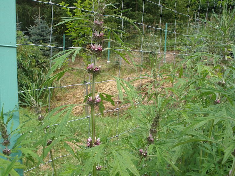 Serdecznik Syberyjski 100 nasion 2025