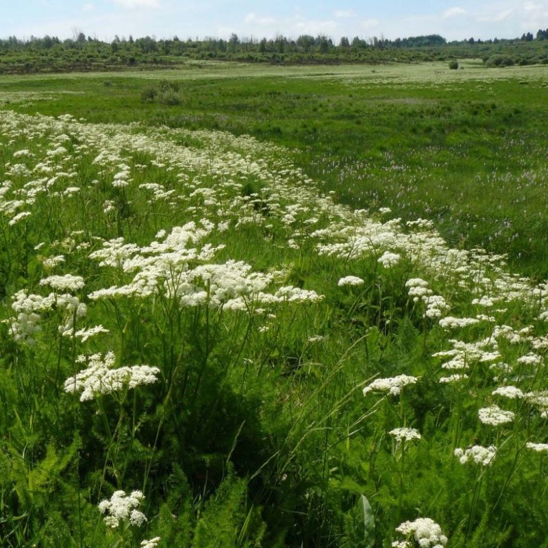 Wszewłoga górska 40 nasion 2025