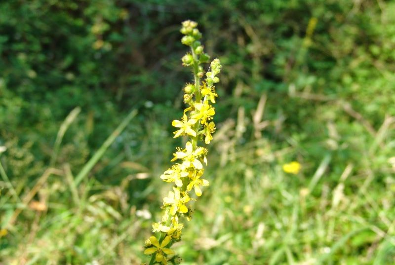 Rzepik pospolity 30 nasion 2025