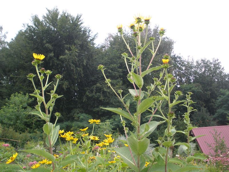 Pushkarmol (Inula Racimosa) 100 nasion 2026