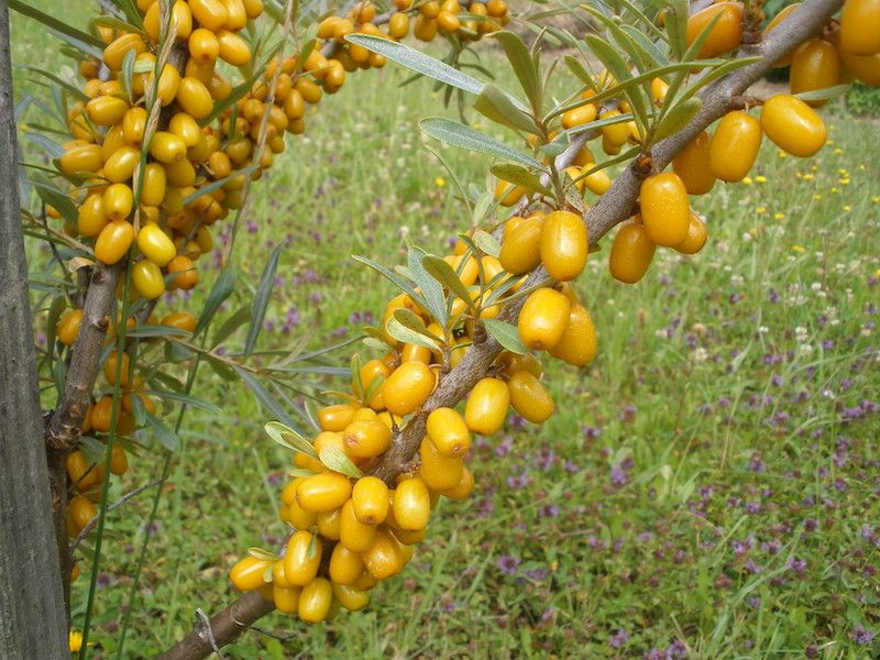 Rokitnik wielkoowocowy 0,5g ok 25 nasion 2024