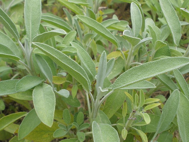 Szałwia lekarska 0,5g ok 70 szt 2025