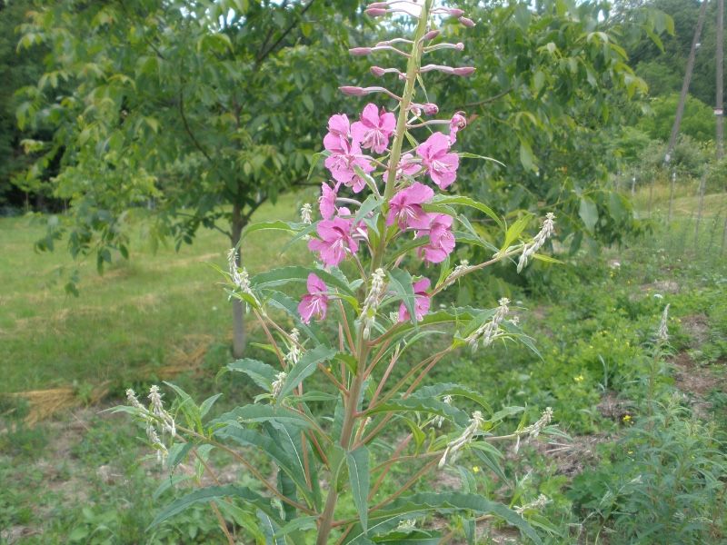 Wierzbówka kiprzyca 200 nasion 2025