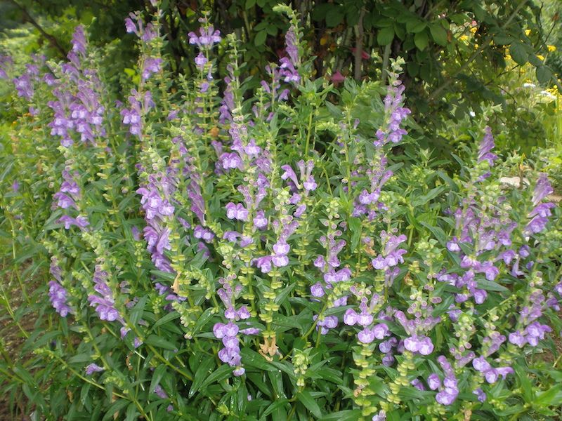 Tarczyca Bajkalska 100 nasion 2025