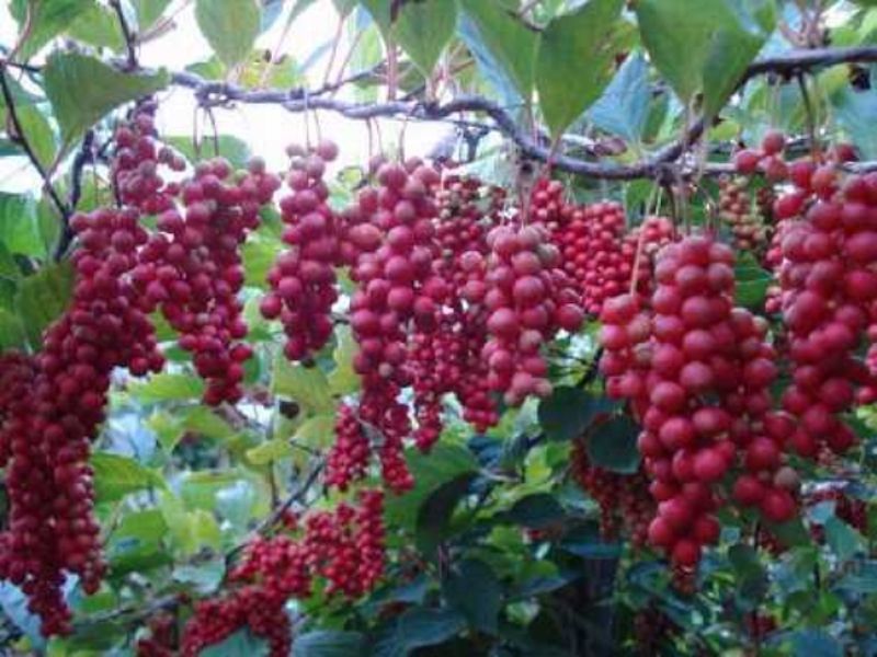 Cytryniec Chiński Sadova  100 nasion 2025