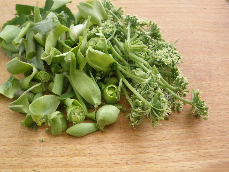 Ashitaba - Angelica keiskei 2025