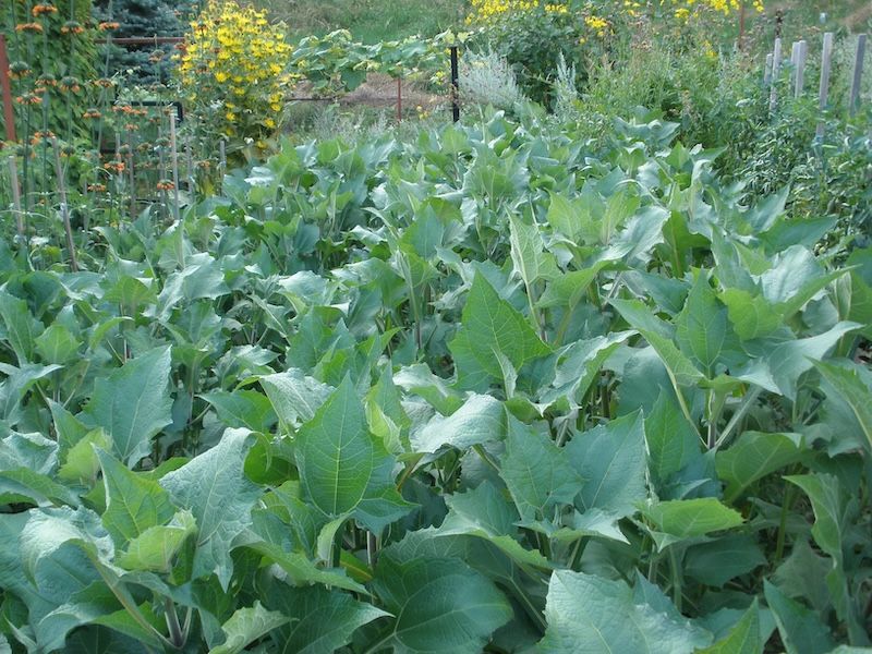 Yacon ziele suszone 50g