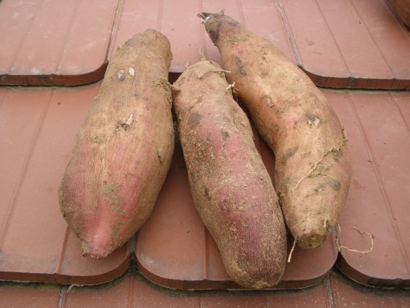 Yacon bulwy jadalne 0,5kg