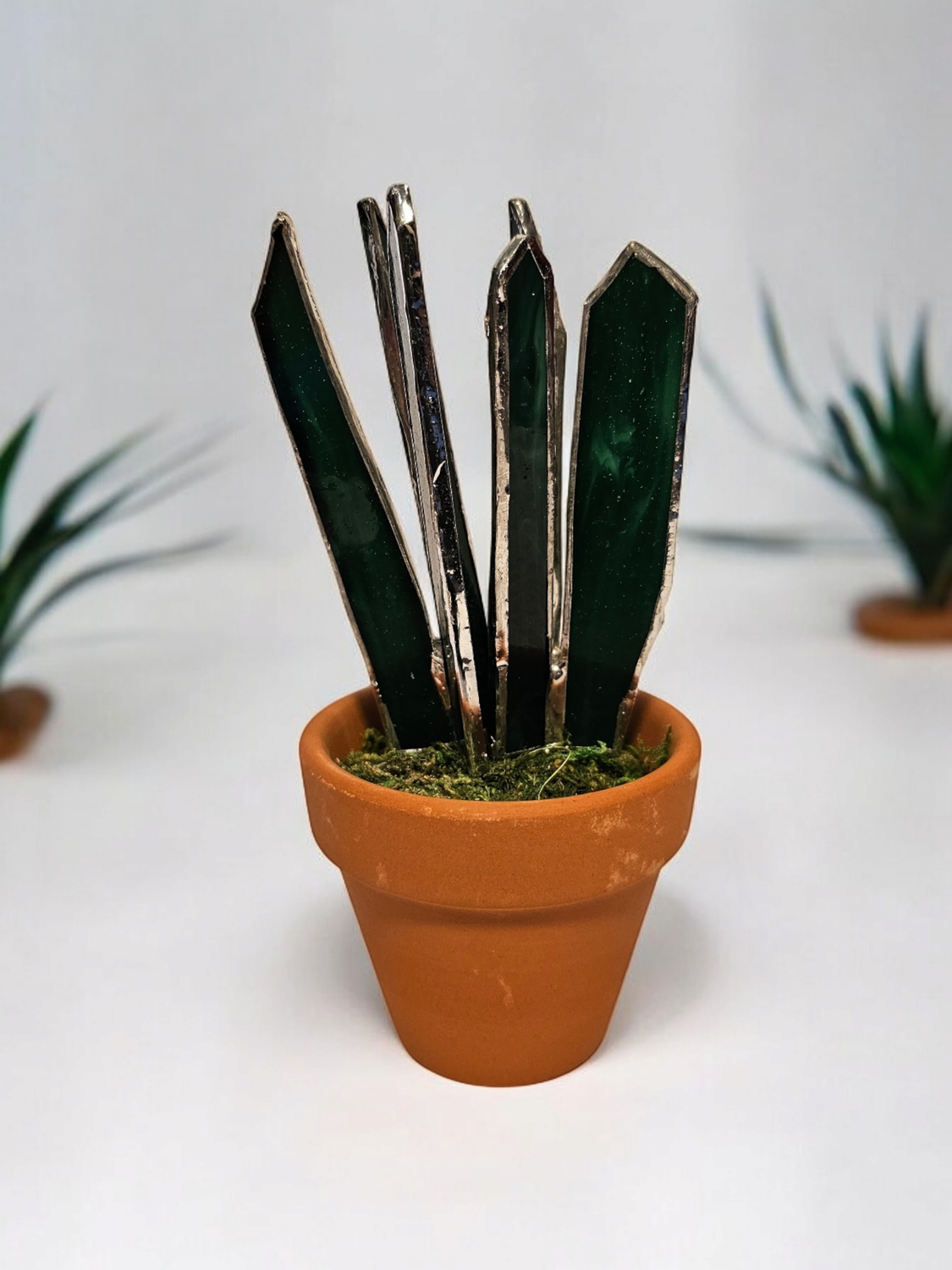 Snake Plant